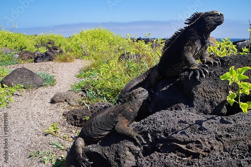 ガラパゴス諸島　海イグアナ