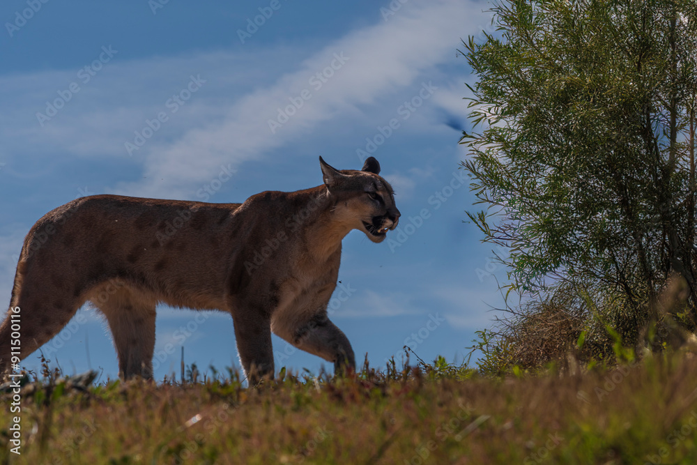 Fototapeta premium photograph of a puma in the wild
