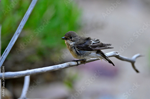 Trauerschnäpper trocknet sein Gefieder nach einem Bad // European pied flycatcher (Ficedula hypoleuca) photo