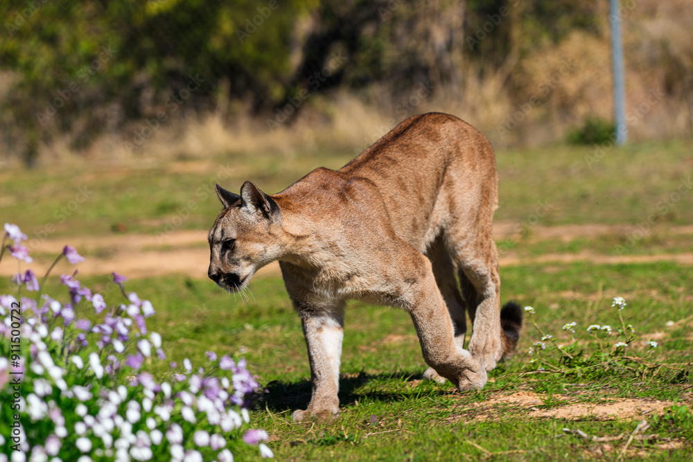 Naklejka premium photograph of a puma specimen in the middle of nature