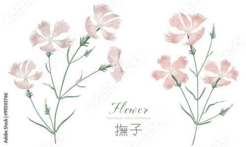 水彩で描いた撫子の花