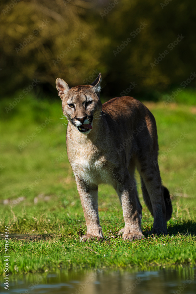 Fototapeta premium photograph of a puma specimen in the middle of nature