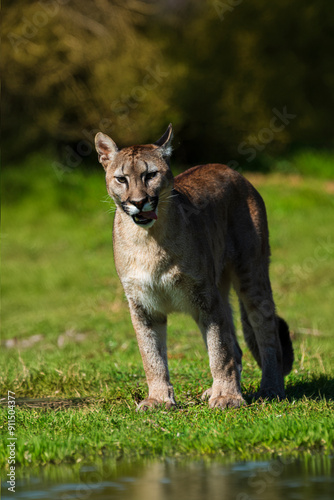 photograph of a puma specimen in the middle of nature