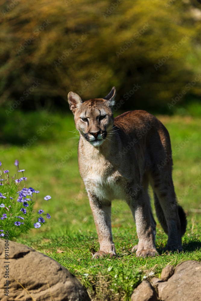 Fototapeta premium photograph of a puma specimen in the middle of nature