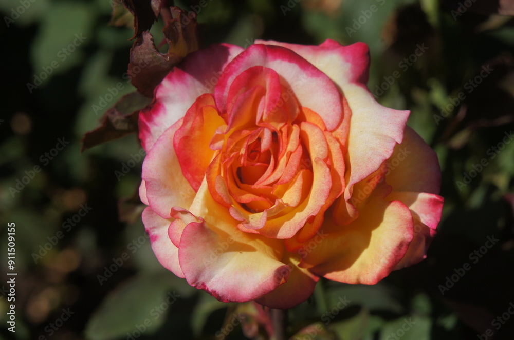 Orange and Pink Rose Orange and Pink Rose