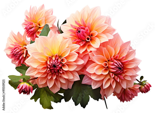 PNG Bouquet Dahlia dahlia flower plant.