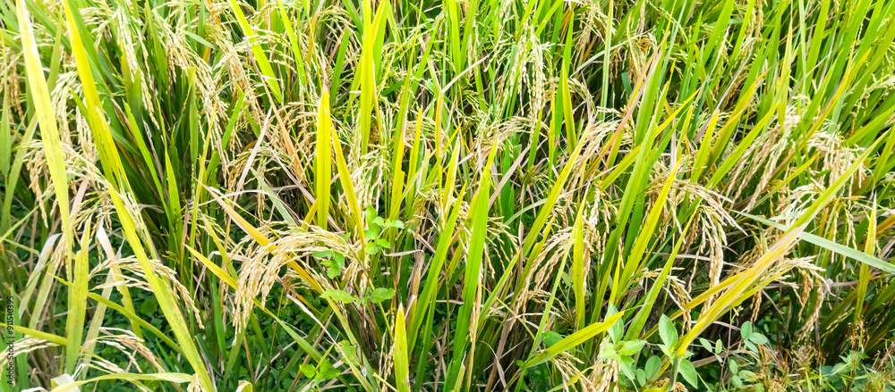Rice plants in rice fields