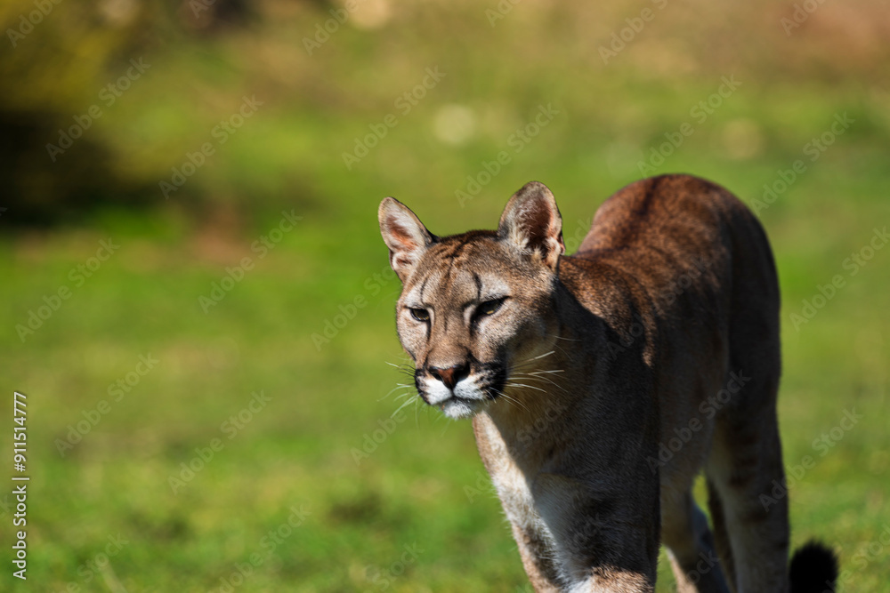 Fototapeta premium photograph of a puma in the wild