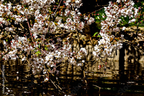 White Cherry Blossoms	