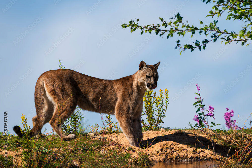 Obraz premium photograph of a puma in the wild