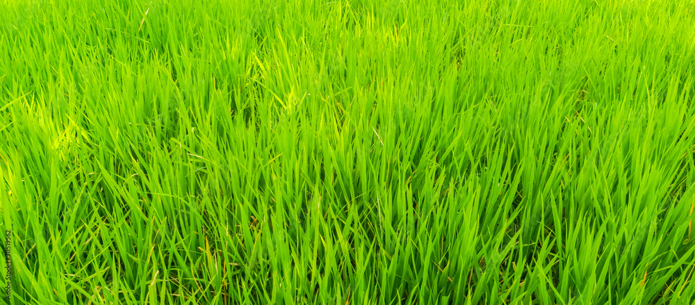 Rice plants in rice fields