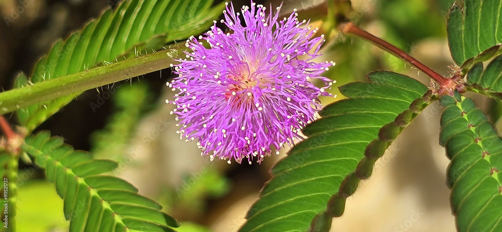 Mimosa pudica, commonly known as the sensitive plant, touch-me-not, or shy plant, is a creeping annual or perennial herb. It is known for its unique ability to fold its leaves inward and droop Mimosa pudica, commonly known as the sensitive plant, touch-me-not, or shy plant, is a creeping annual or perennial herb. It is known for its unique ability to fold its leaves inward and droop