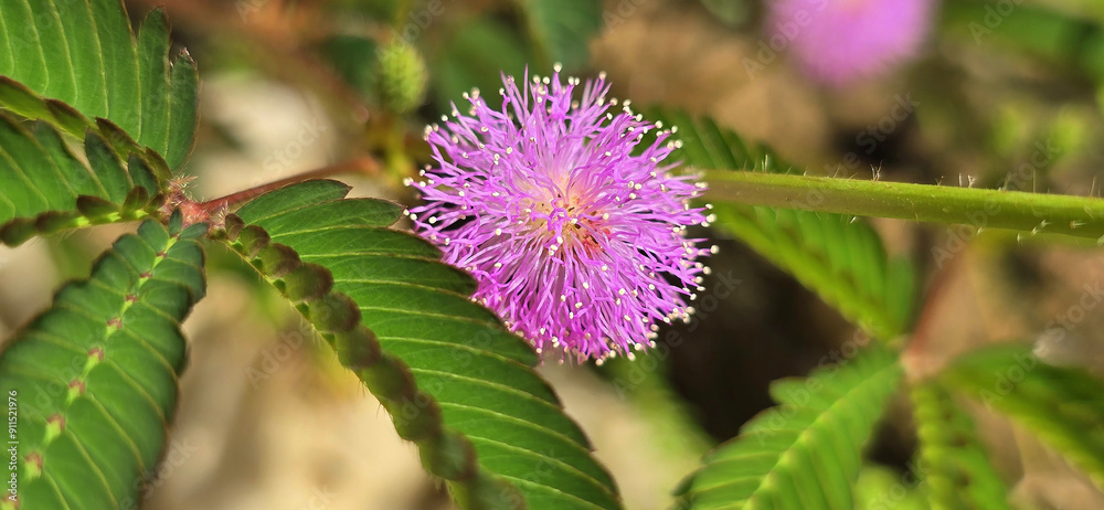 Mimosa pudica, commonly known as the sensitive plant, touch-me-not, or shy plant, is a creeping annual or perennial herb. It is known for its unique ability to fold its leaves inward and droop Mimosa pudica, commonly known as the sensitive plant, touch-me-not, or shy plant, is a creeping annual or perennial herb. It is known for its unique ability to fold its leaves inward and droop