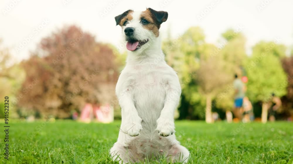 dog of the Jack Russell Terrier jumps and has fun in the park on the green grass. dog of the Jack Russell Terrier jumps and has fun in the park on the green grass.