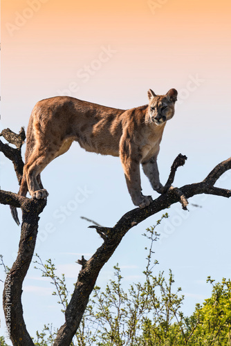 photograph of a puma in the wild