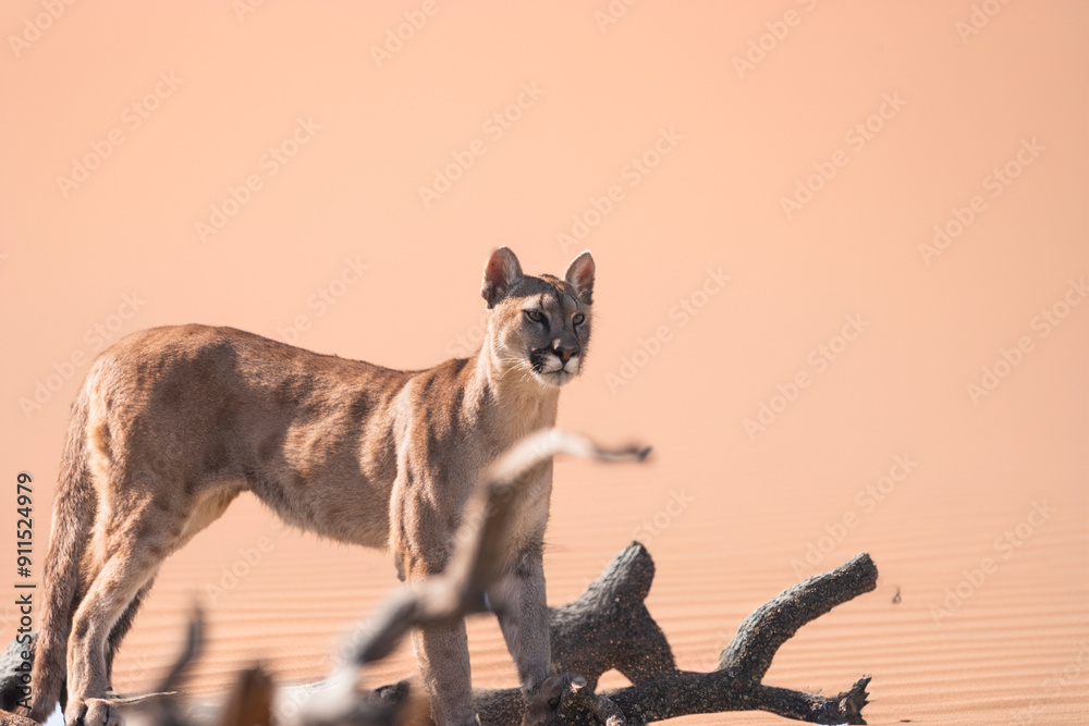 Fototapeta premium photograph of a puma in the wild