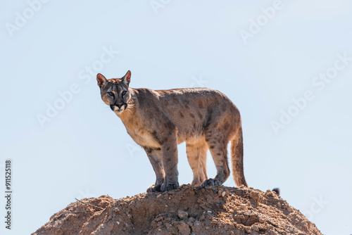 photograph of a puma in the wild