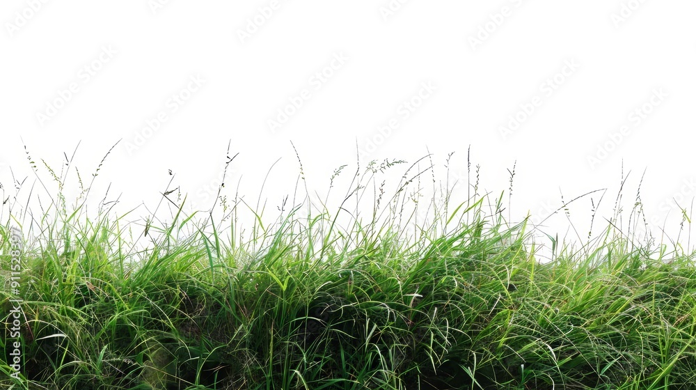 Grass in foreground overlaid with white geometric shapes Grass in foreground overlaid with white geometric shapes