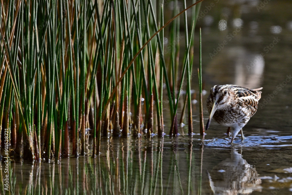 Jack snipe // Zwergschnepfe  (Lymnocryptes minimus)