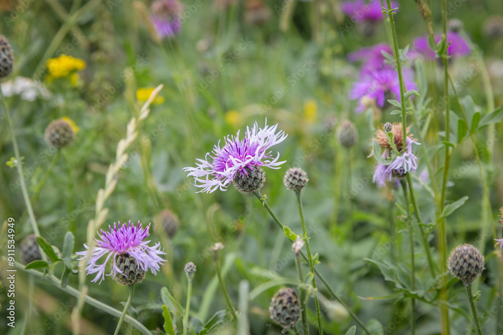 Pretty Greater Knapweed flowers in bloom in the Sussex countryside,with a shallow depth of field Pretty Greater Knapweed flowers in bloom in the Sussex countryside,with a shallow depth of field