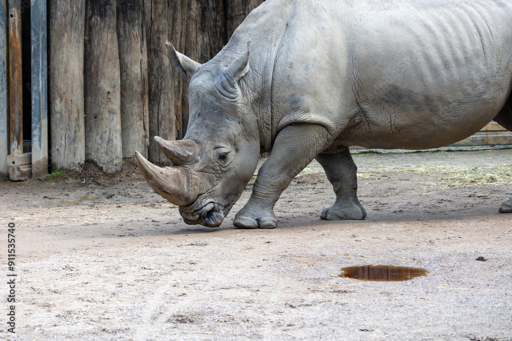 Fototapeta premium Close up of a rhino in the zoo