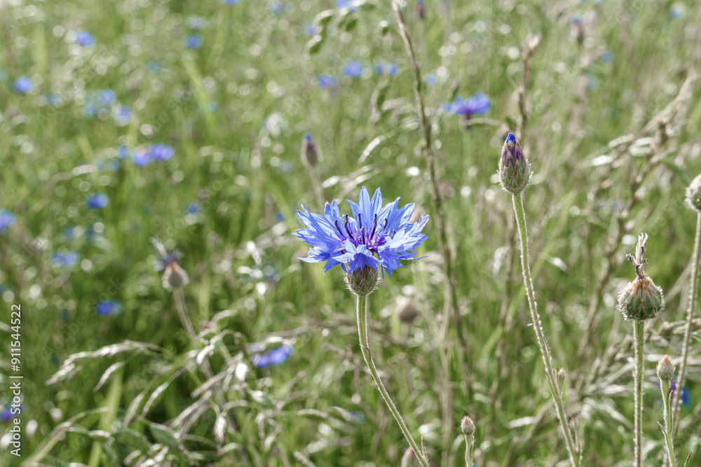 A Beautiful Vibrant Blue Wildflower Blooming in a Natural Meadow Setting Filled with Diversity A Beautiful Vibrant Blue Wildflower Blooming in a Natural Meadow Setting Filled with Diversity
