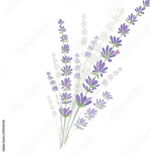 lavender
