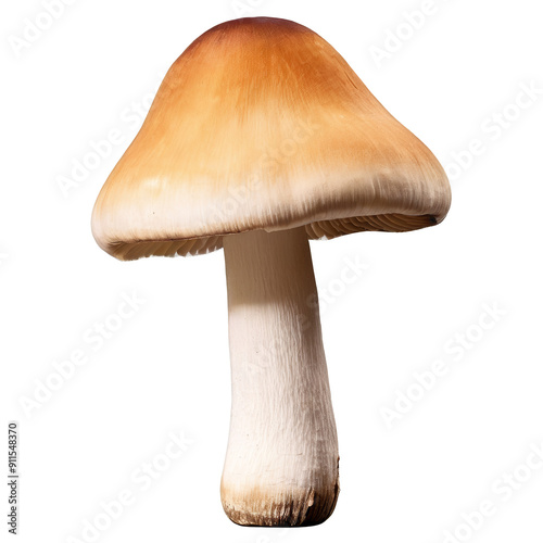 A large mushroom with a brown cap and white stem. Isolated on transparent background
