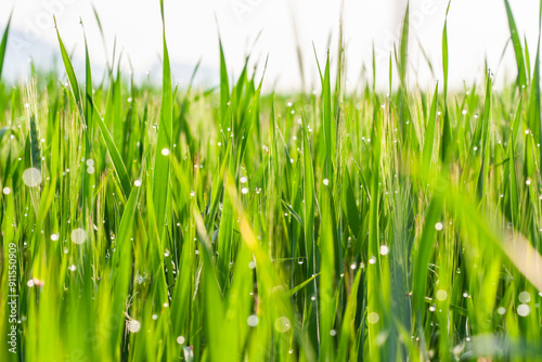 Young grain covered with dew.