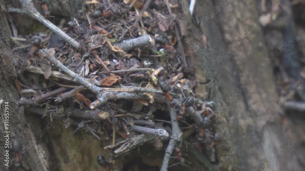 Life of forest ants in an anthill. The anthill is teeming with ants. The joint work of the ant community in the anthill Life of forest ants in an anthill. The anthill is teeming with ants. The joint work of the ant community in the anthill