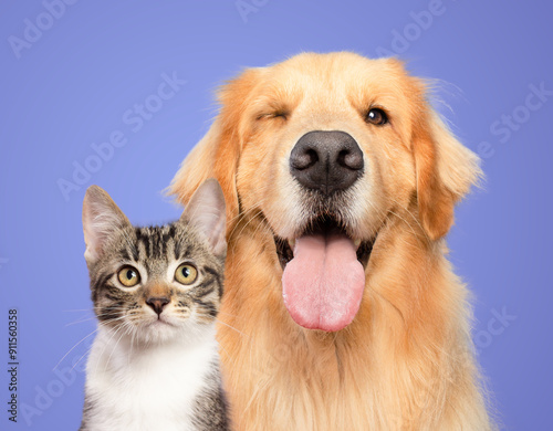Cat and dog together portrait isolated on white background