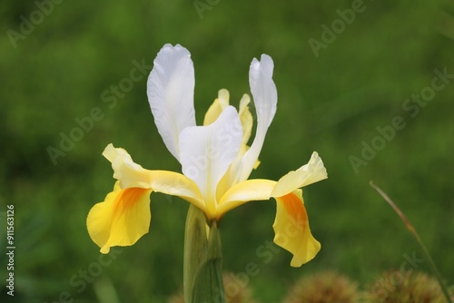 Sobralia photo