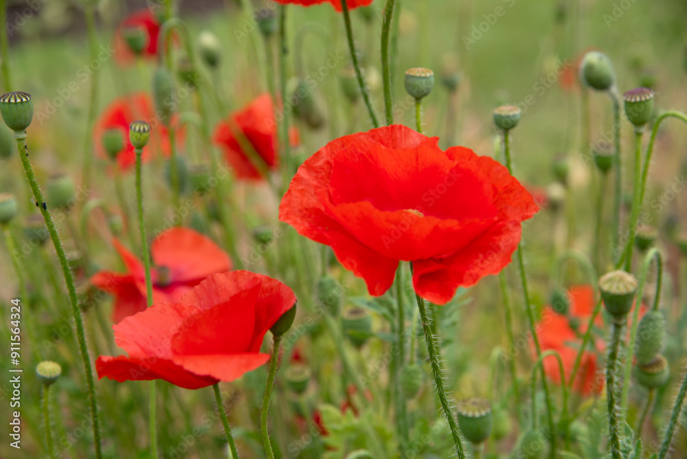 Red poppy flowers blossom in the garden Red poppy flowers blossom in the garden