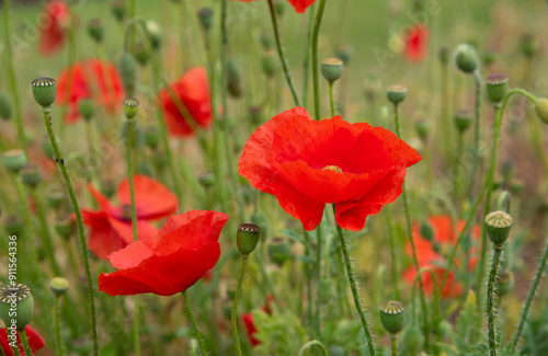 Red poppy flowers blossom in the garden photo