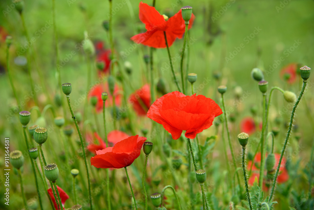 Obraz premium Red poppy flowers blossom in the garden