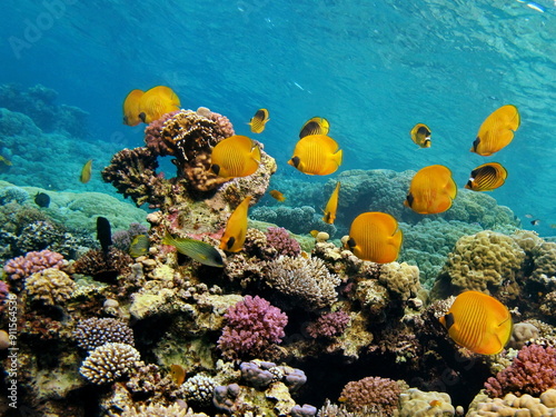 Colorful tropical fish on a coral reef, amazingly beautiful fairy world. In the coral gardens of the Red Sea.

