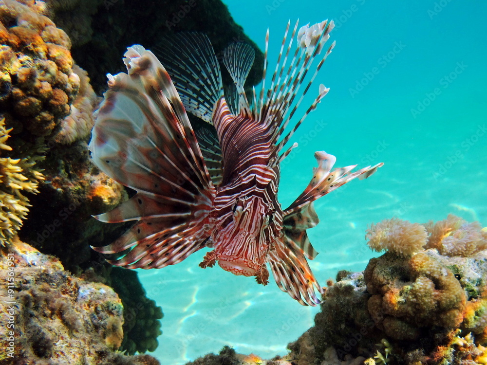 Lion Fish in the Red Sea in clear blue water hunting for food . Lion Fish in the Red Sea in clear blue water hunting for food .