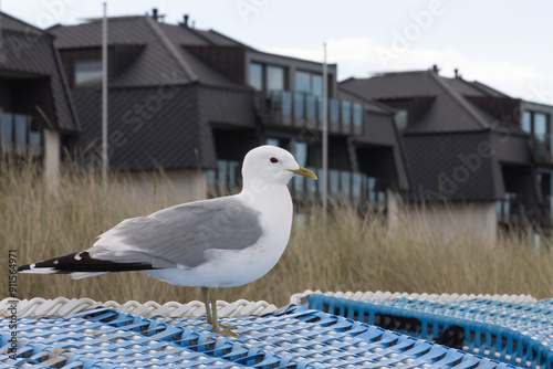 Sturmmöwe auf Strandkorb am Küstenort Hohwacht.	 photo