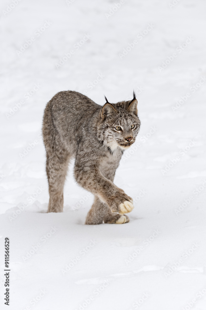 Canadian Lynx (Lynx canadensis) Steps Forward Long Legs Winter