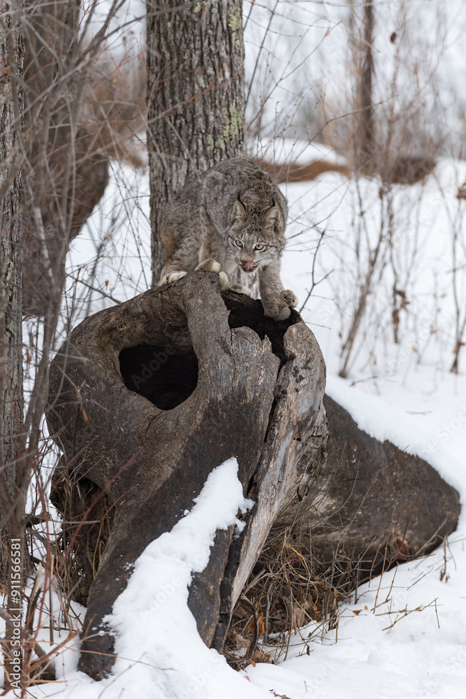 Canadian Lynx (Lynx canadensis) Looks Up Licking Chops Winter
