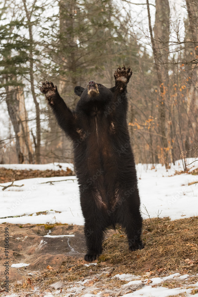 Black Bear (Ursus americanus) Waves Paws Over Head Winter