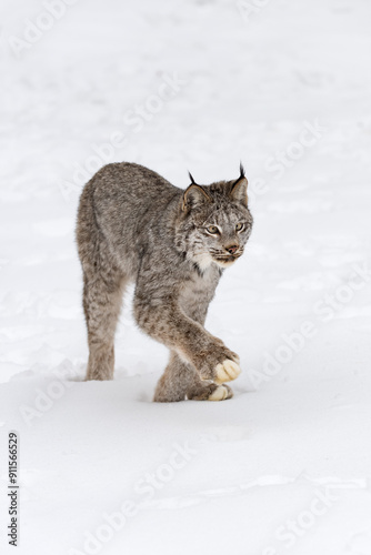 Obraz na płótnie Canadian Lynx (Lynx canadensis) Steps Forward Long Legs Winter w salonie
