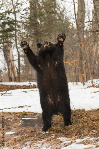 Obraz na płótnie Black Bear (Ursus americanus) Waves Paws Over Head Winter w salonie