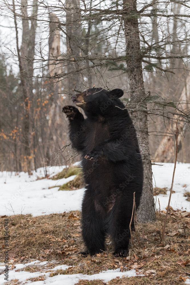 Black Bear (Ursus americanus) Stands Pawing to Left Winter