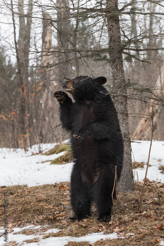 Obraz na płótnie Black Bear (Ursus americanus) Stands Pawing to Left Winter w salonie