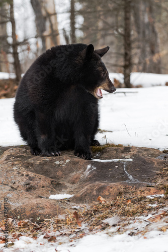Obraz na płótnie Black Bear (Ursus americanus) Sits Looking Right Head Down Mouth Open Winter w salonie