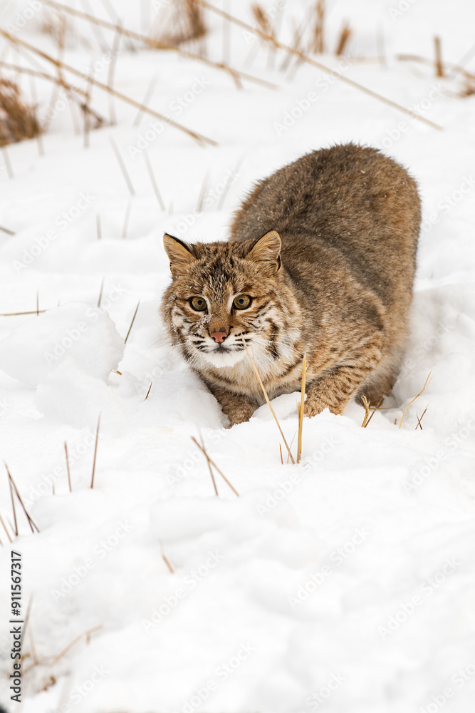Bobcat (Lynx rufus) Crouches Prepared to Leap Winter