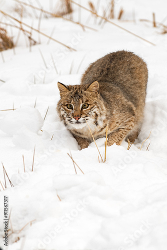 Obraz na płótnie Bobcat (Lynx rufus) Crouches Prepared to Leap Winter w salonie