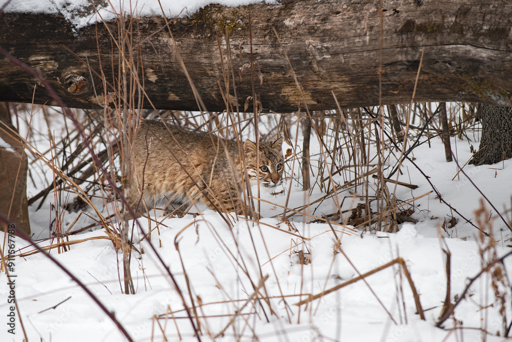 Bobcat (Lynx rufus) Walks Right Under Log Winter