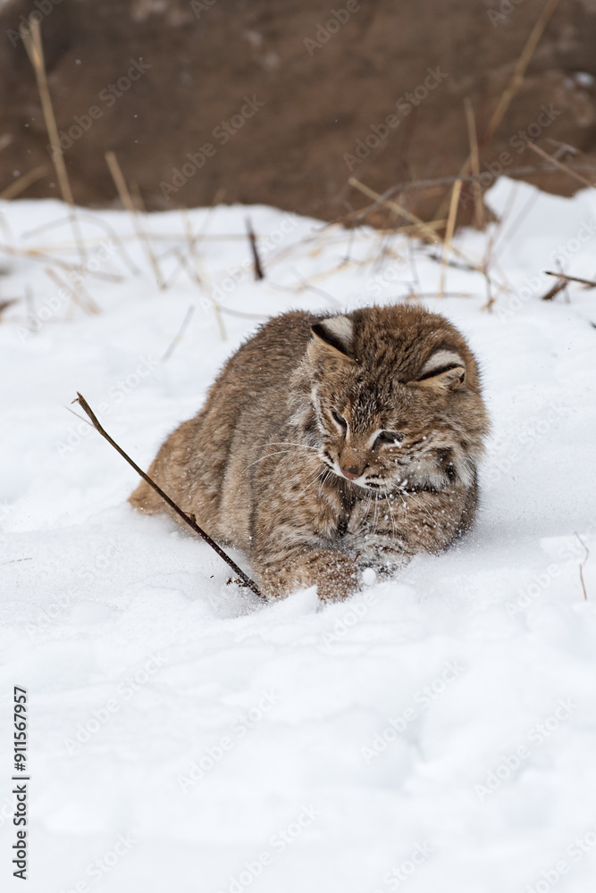 Bobcat (Lynx rufus) Grabs at Stick in Snow Winter